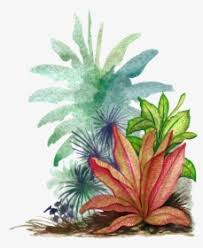 plantcolor
